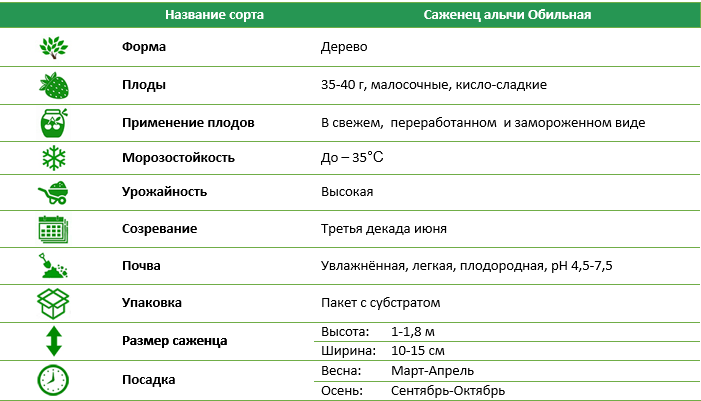 Саджанець аличі Рясна