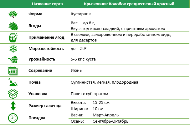 Крыжовник Колобок среднеспелый красный