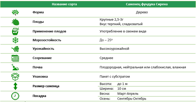 Фундук Сирена (червонолистний)