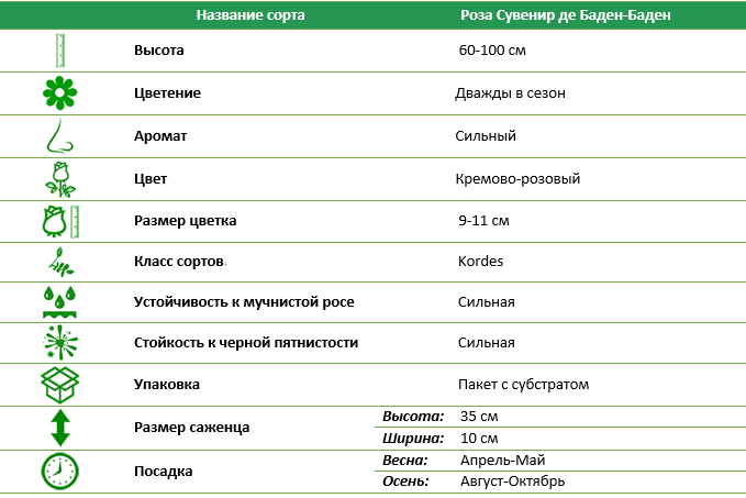 Роза Кордес Сувенир де Баден-Баден (Souvenir de Baden-Baden)
