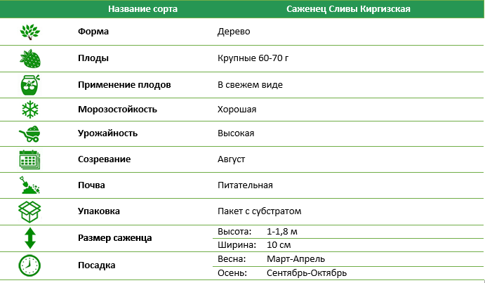 Слива Киргизька