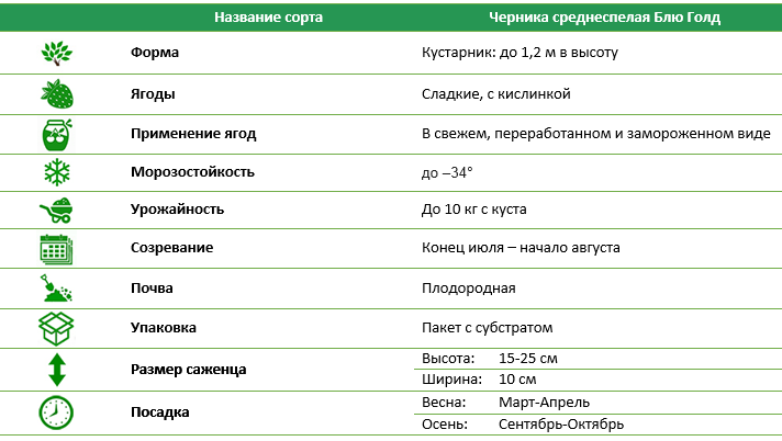 Черника среднеспелая Блю Голд