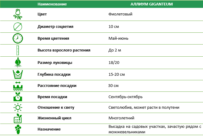 Аллиум Giganteum