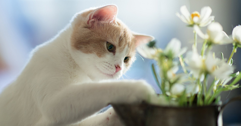 Що потрібно для кота