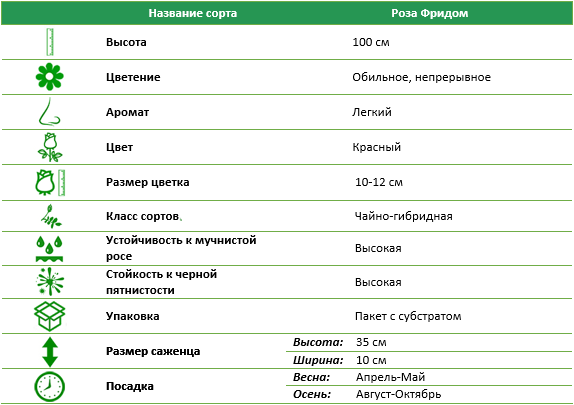 Роза чайно-гибридная Фридом (Freedom)