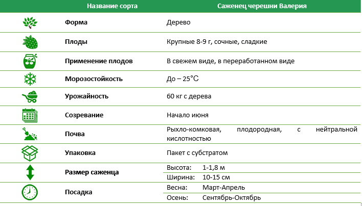 Черешня Валерія