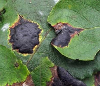 черные пятнаjpg.jpg