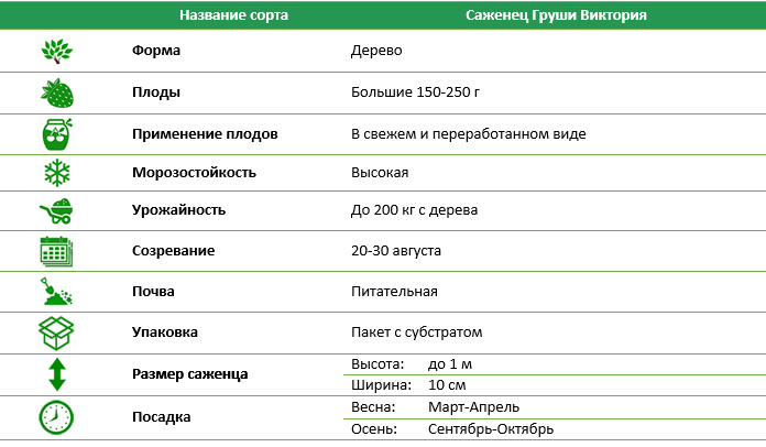 Груша Вікторія