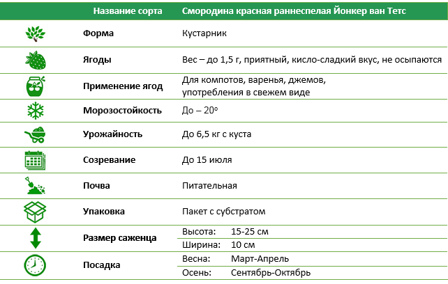 Поречка красная среднеранняя Йонкер ван Тетс