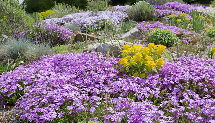 gruntipokryvni_bagatorichnyky.jpg