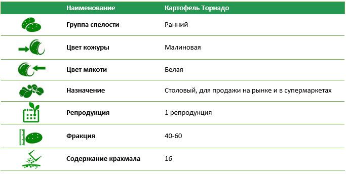 Семенной картофель Торнадо 1 репродукция фракция 40-60 1 кг