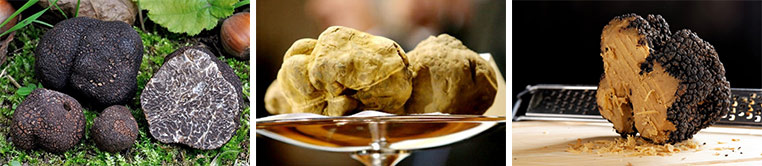 Трюфель мицелий купить