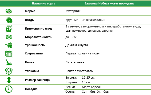 Ежевика Небеса могут подождать
