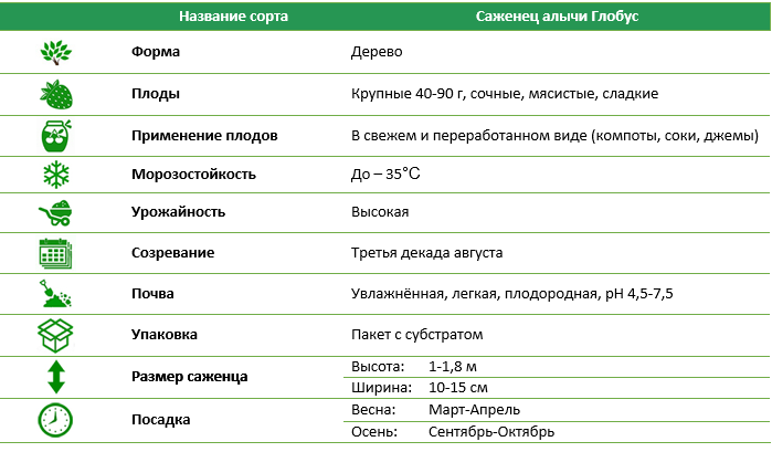 Саджанець аличі Глобус