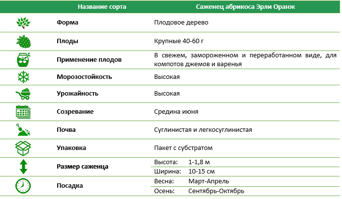 Абрикос Ерлі Оранж