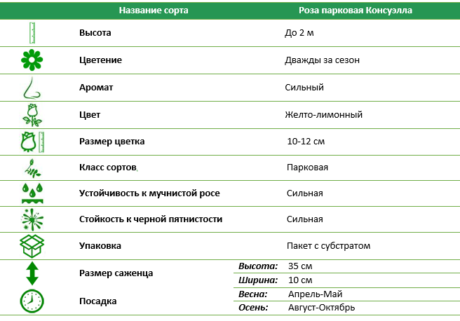 Роза парковая Консуэлла (Konsuella)
