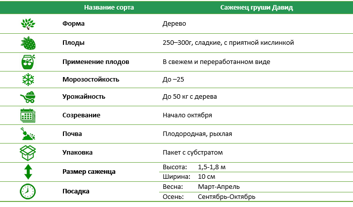 Груша Давид