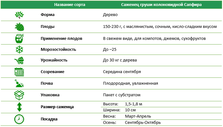Груша колоновидна Сапфира