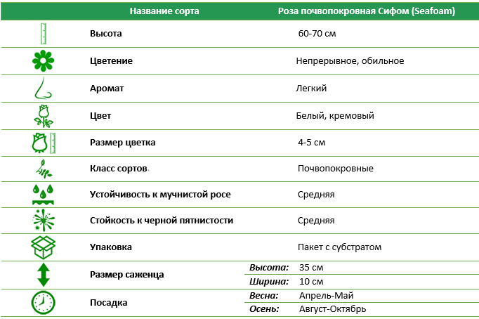 Троянда грунтопокривна Сіфом (Seafoam)