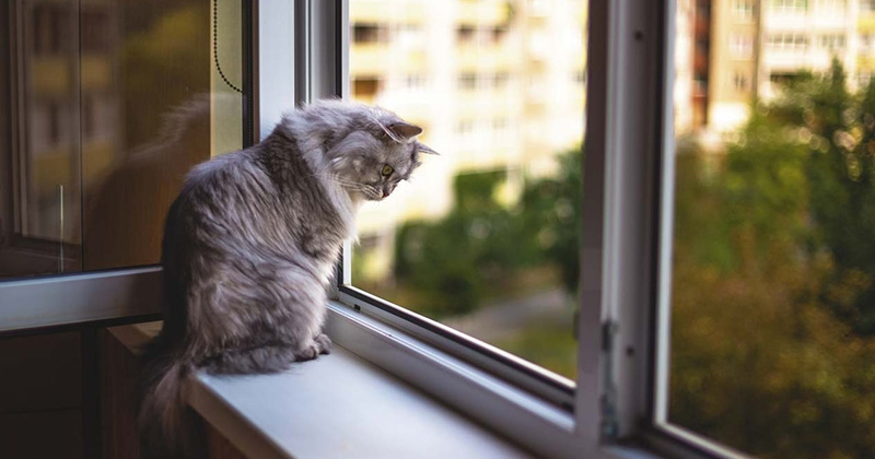 Що потрібно для кота