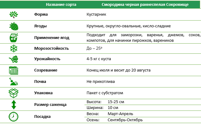 Смородина чорна раньостигла Сокровище