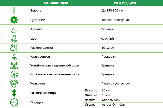 Роза парковая Ред Еден
