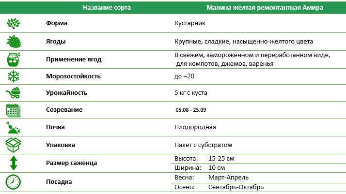 Малина желтая ремонтантная Амира