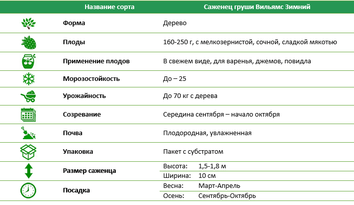Груша Вільямс Зимовий