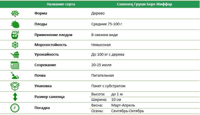 Груша Бере Жиффар