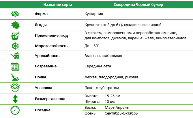 Смородина черная Черный Бумер
