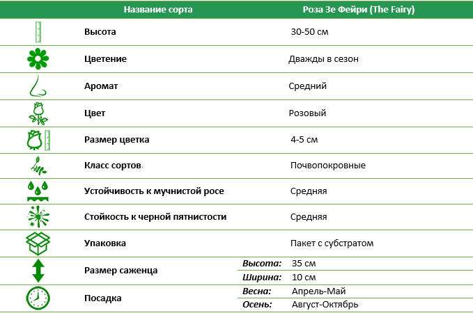 Троянда Зе Фейрі (The Fairy) ґрунтопокривна