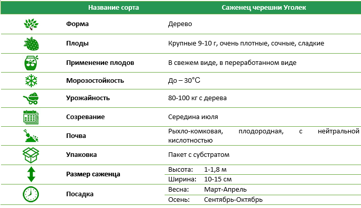 Черешня Угольок