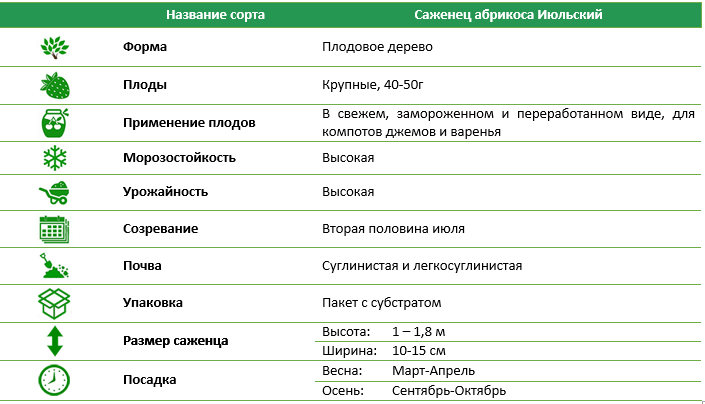 Абрикос Июльский