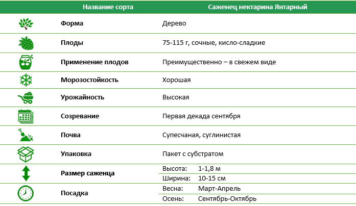 Нектарин Бурштиновий