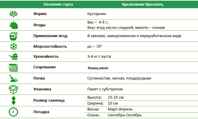 Крыжовник Красавец