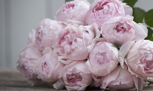 троянда Peony Pink.jpg