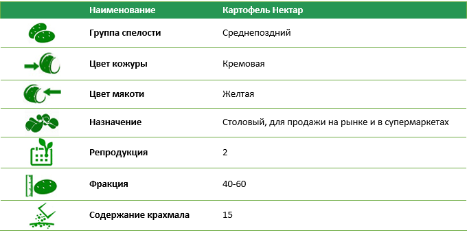 Семенной картофель Нектар 1 репродукция фракция 40-60 1 кг