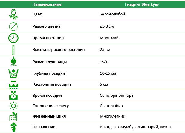 Гиацинт Blue Eyes