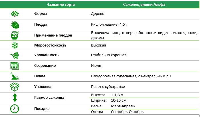 Вишня Альфа