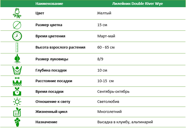 Лилейник Double River Wye (1 шт)