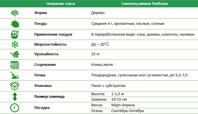 Вишня Любська