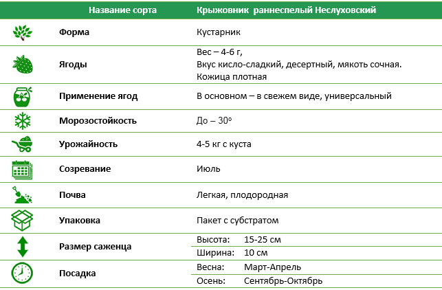Крыжовник красный раннеспелый Неслуховский