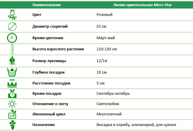 Лилия ориентальная Mero Star 12/14 (1 шт)