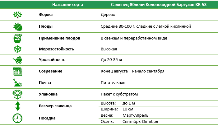 Яблуня колоновидна Баргузин КВ-53
