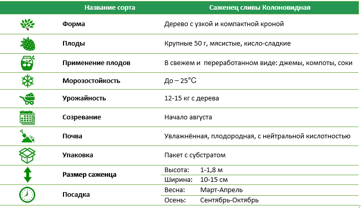 Алича Мірабелла Колоновидна