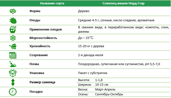 Вишня Норд Стар