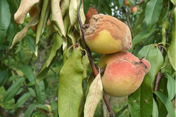 чим обробити персик від моніліозу.jpg