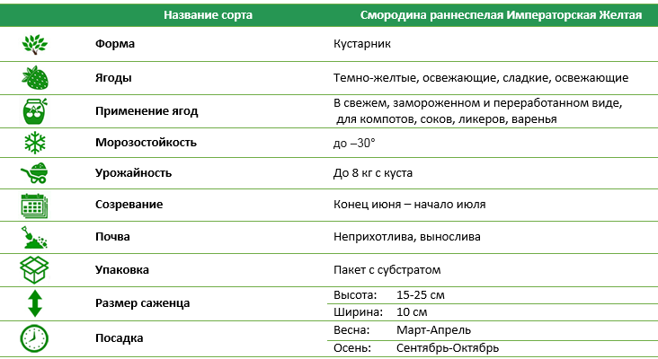 Смородина белая Императорская