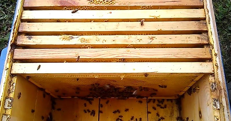 Що потрібно зробити на пасіці восени
