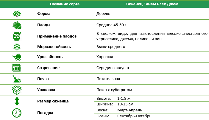 Слива Блек Джем